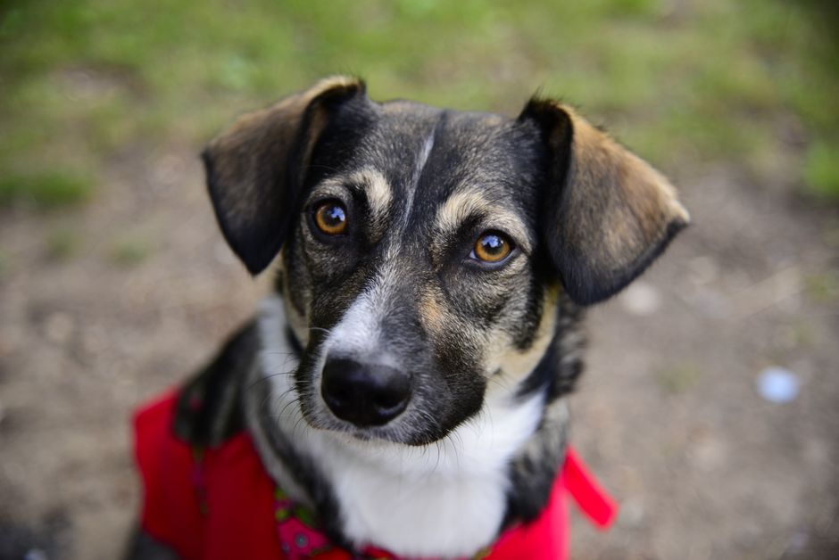 Close-up of a young dog with a brindle coat and expressive brown eyes, wearing a red harness and a pink tag, sitting outdoors on a dirt surface with blurred green grass in the background, capturing a 