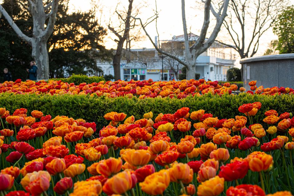A vibrant floral display featuring a large bed of tulips in shades of bright orange, yellow, and red, arranged in dense clusters. The tulips have smooth, slightly ruffled petals with some showing a gr