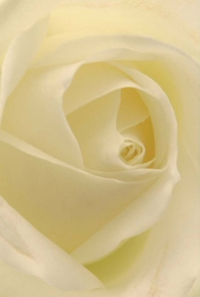 Looking closely at this distinguished Cockfosters white rose, one can't help but be drawn to the graceful interplay of light, shade, and perfectly layered petals. Each fold gleams with subtle shades of pearl and soft cream, bathed in gentle natural light that pours through local windows and gives the bloom the effect of glowing from within. The elegant spiral at the centre embodies purity and strength-a natural choice for heartfelt gestures, whether as an expression of romance, peace on a special occasion, or a notable centrepiece at a Church Hill Road event. The rose's surface is silky yet resilient, recalling the harmonious blend of tradition and innovation present in Cockfosters itself. As you imagine its sweet, clean fragrance wafting gently through a sunlit room, the artistry behind each petal comes into focus; every detail attests to the care and expertise of Cockfosters florists, providing arrangements that not only look exquisite but evoke genuine emotion and enduring grace-perfect for same-day delivery throughout the local community.